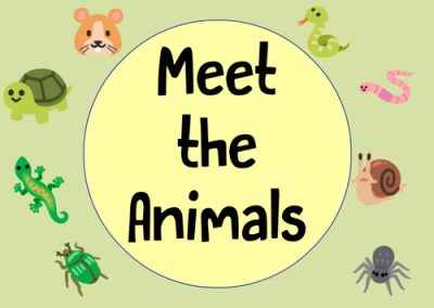 Meet the Animals